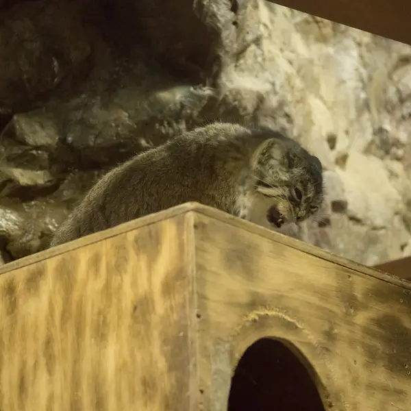 Фотография Примулы в Зоопарке Уено