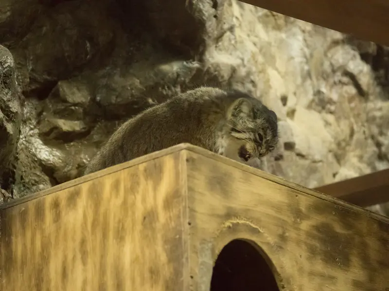 Фотография Примулы в Зоопарке Уено