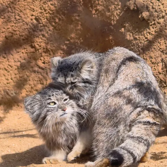 Фотография с манулом в Пражском Зоопарке