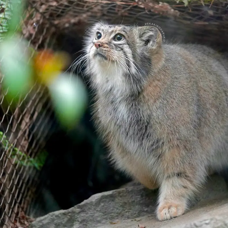 Фотография Аз в Царстве Животных Кобе