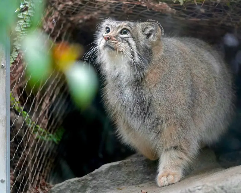 Фотография Аз в Царстве Животных Кобе