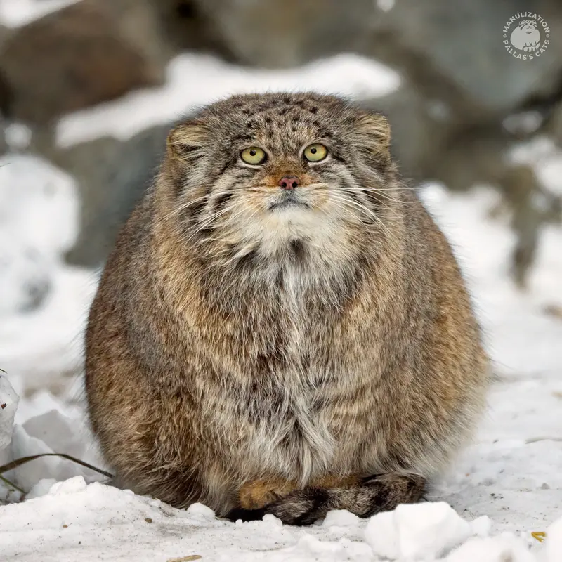 Фотография Мии в Новосибирском Зоопарке