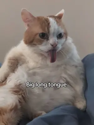 Фотография с манулом