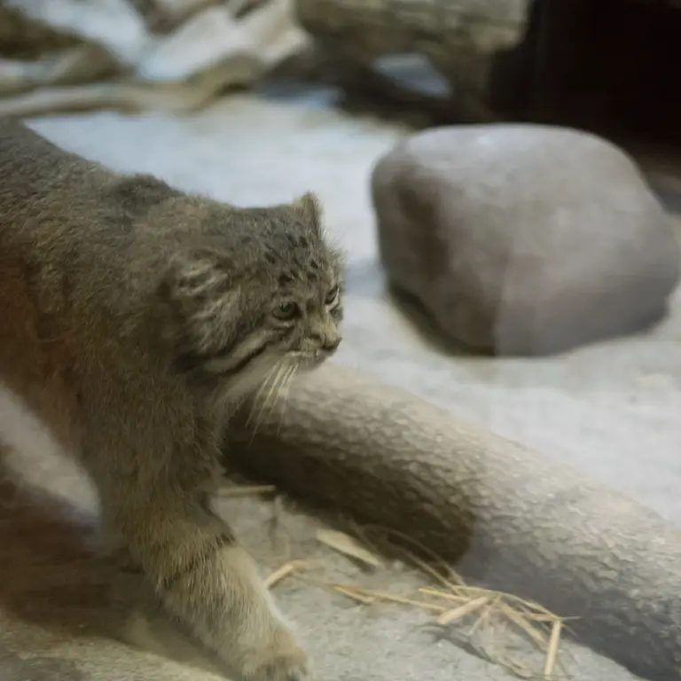 Фотография Клёна в Зоопарке Уено