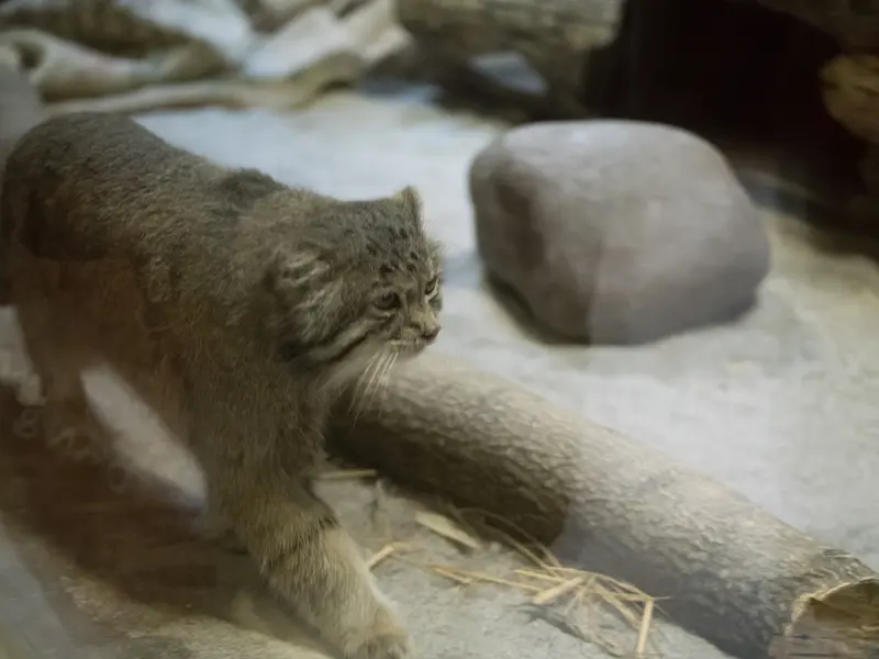 Фотография Клёна в Зоопарке Уено