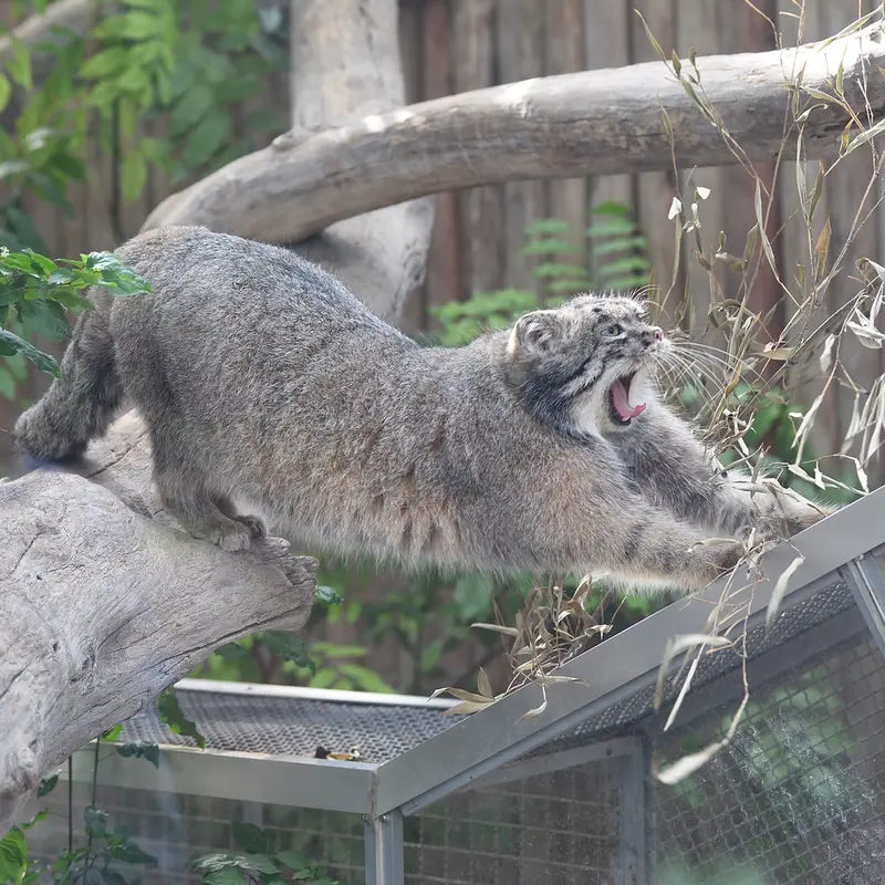 Фотография Нара в Царстве Животных Кобе