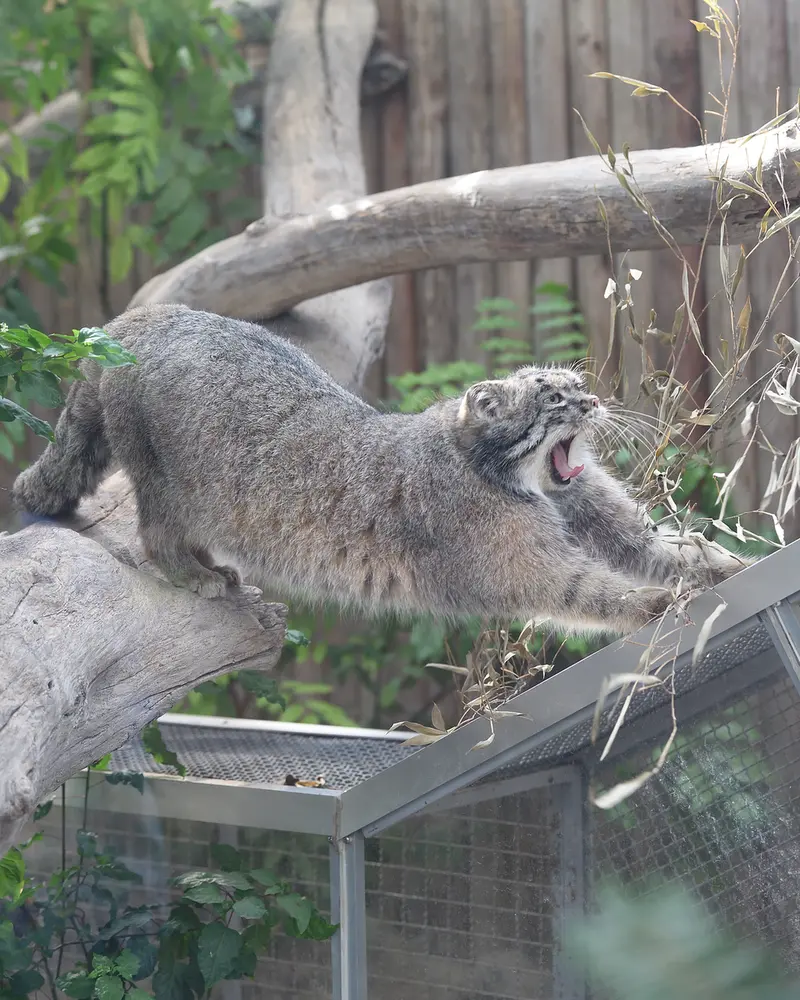 Фотография Нара в Царстве Животных Кобе