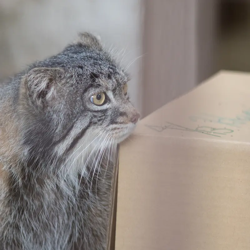 Фотография Фиги в Зоопарке Ногеяме