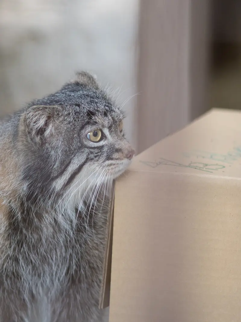 Фотография Фиги в Зоопарке Ногеяме