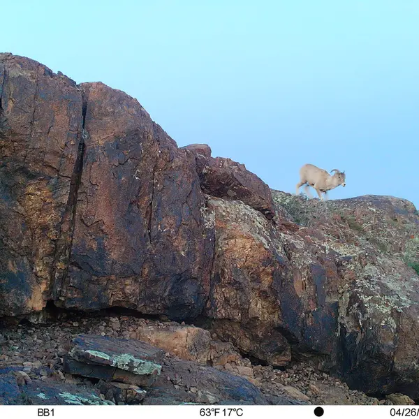 Фотография Аргали с фотоловушки Актас-Кункора