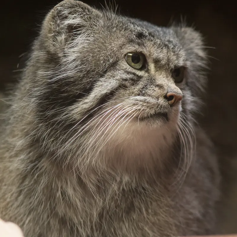 Фотография Клёна в Зоопарке Уено