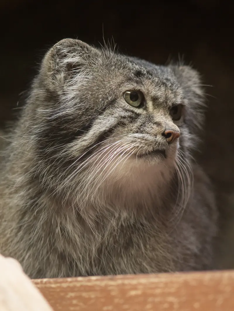 Фотография Клёна в Зоопарке Уено