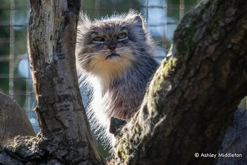 Фотография с манулом