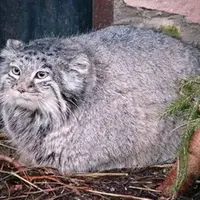 Фотография с манулом