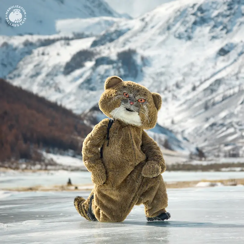 Фотография с манулом