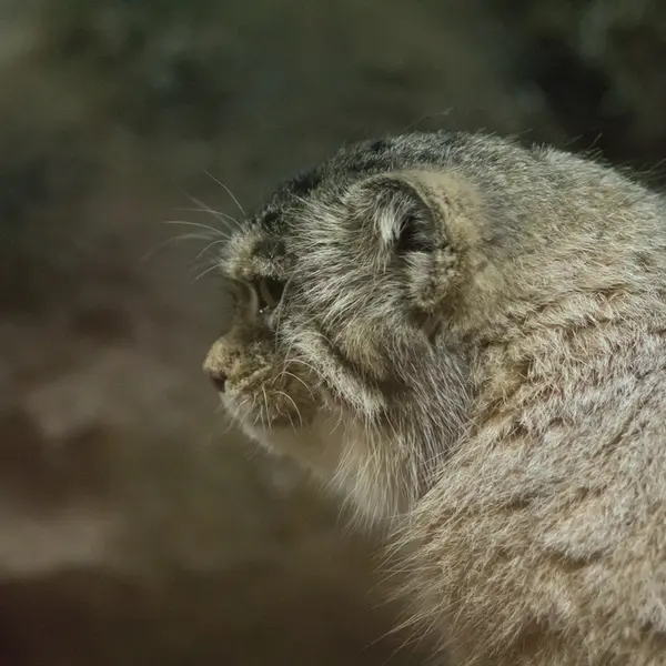 Фотография Примулы в Зоопарке Уено