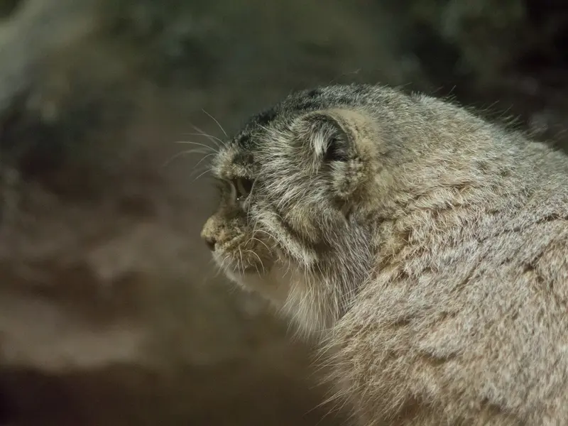 Фотография Примулы в Зоопарке Уено