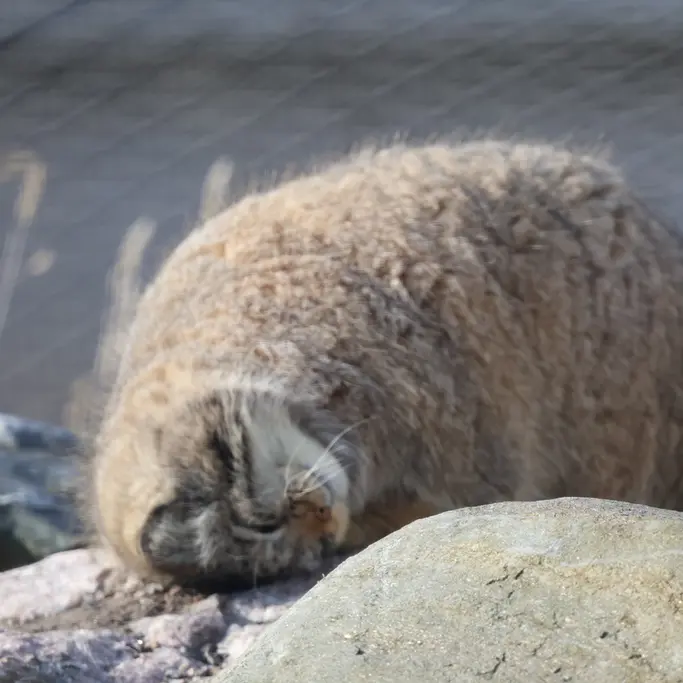 Фотография Мими в Зоопарке Коркеасаари