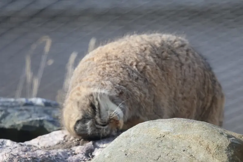 Фотография Мими в Зоопарке Коркеасаари