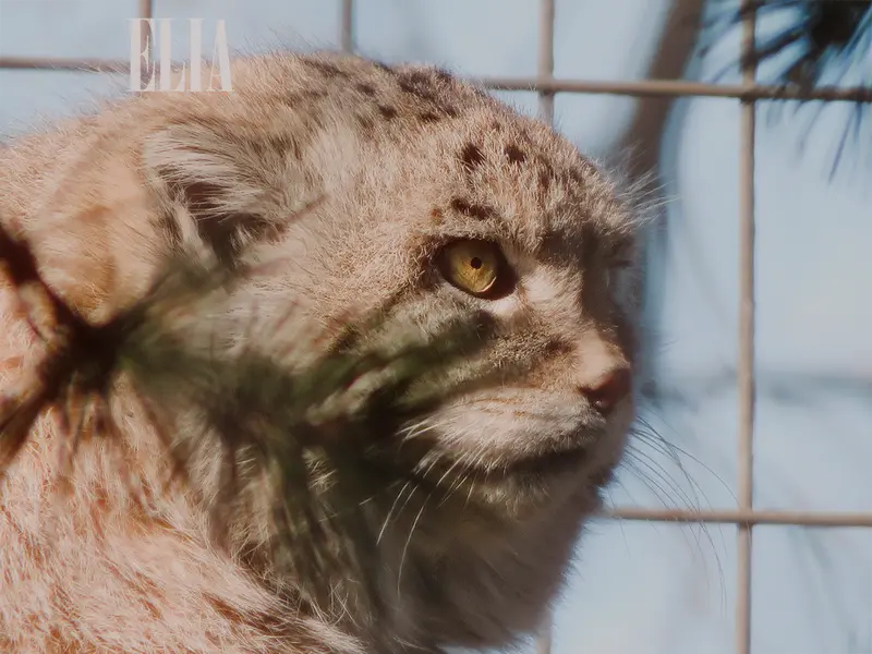 Фотография Олафа в Зоопарке Калгари / Институте Уайлдере