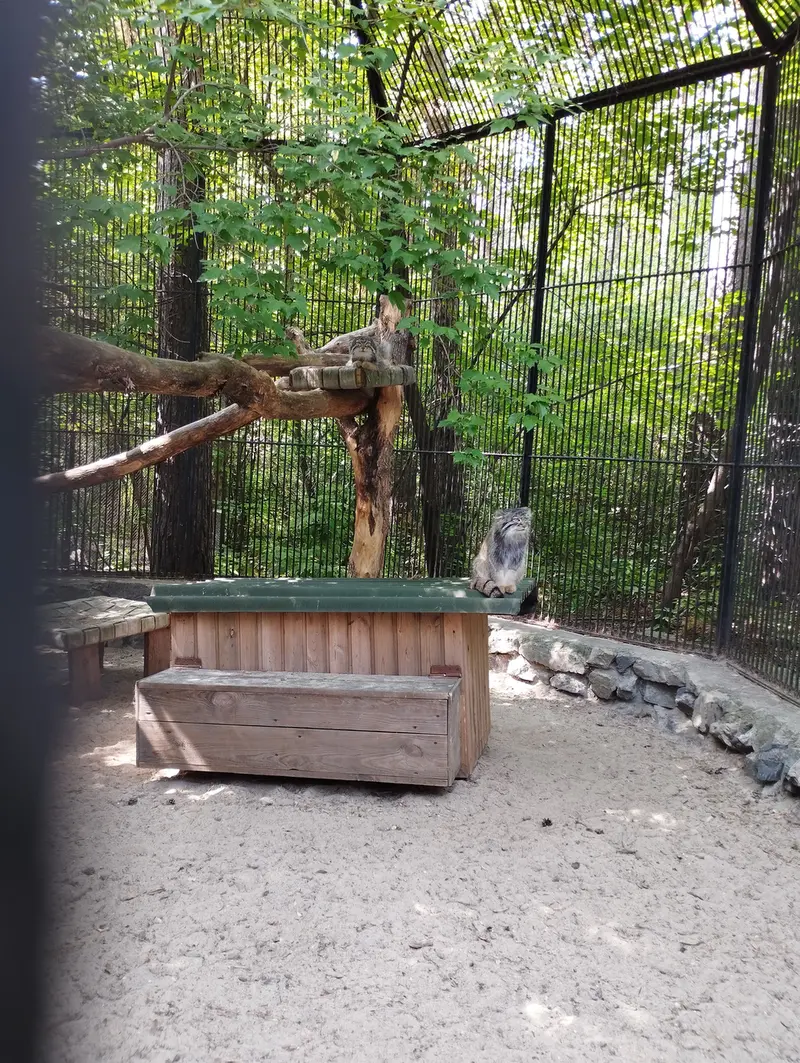 Фотография с манулом в Новосибирском Зоопарке