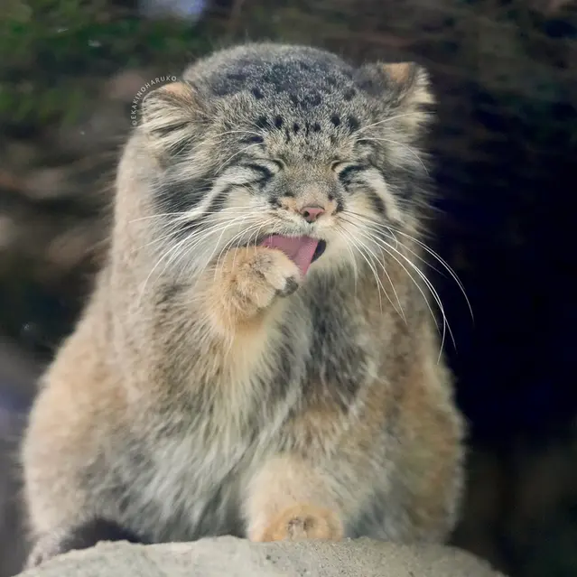 Фотография Ото в Царстве Животных Кобе