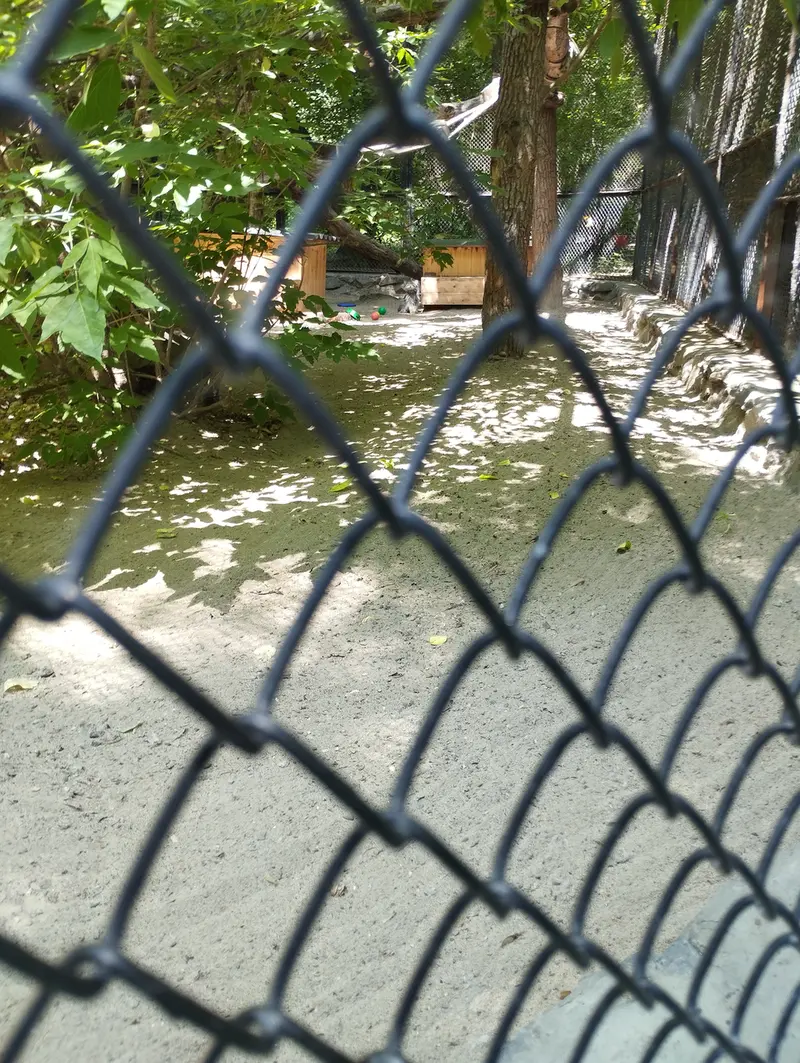 Фотография с манулом в Новосибирском Зоопарке