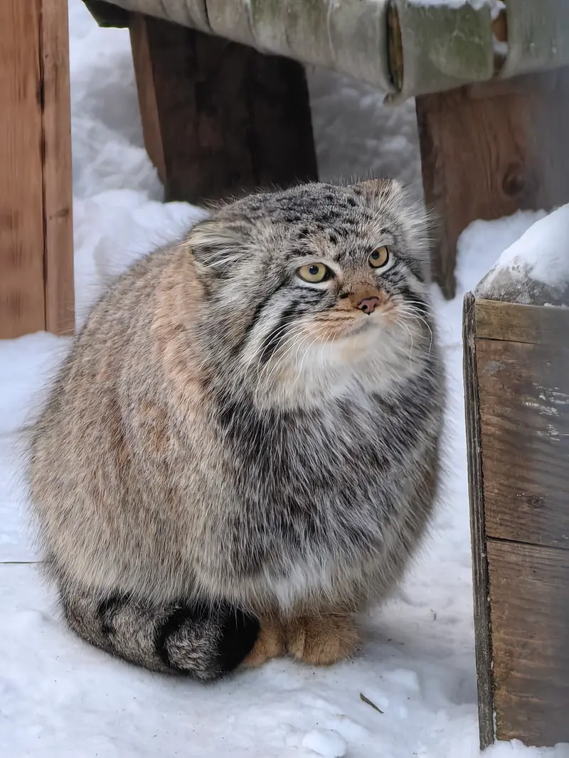 Фотография Евчика 2024 Г.р. Ⅱ в Новосибирском Зоопарке