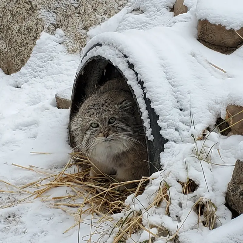 Фотография Машдога в Зоопарке Цинциннати