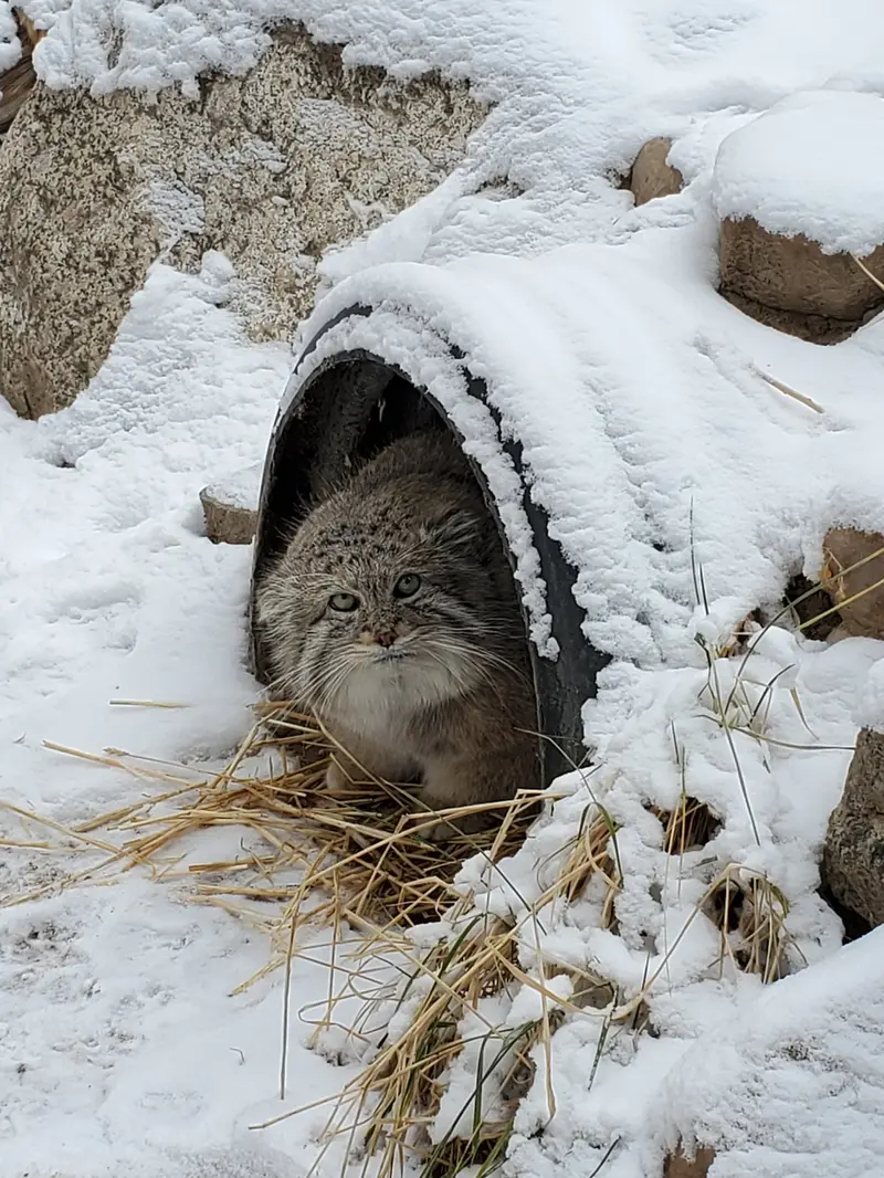 Фотография Машдога в Зоопарке Цинциннати