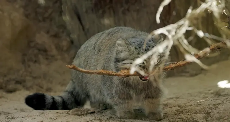 Фотография с манулом