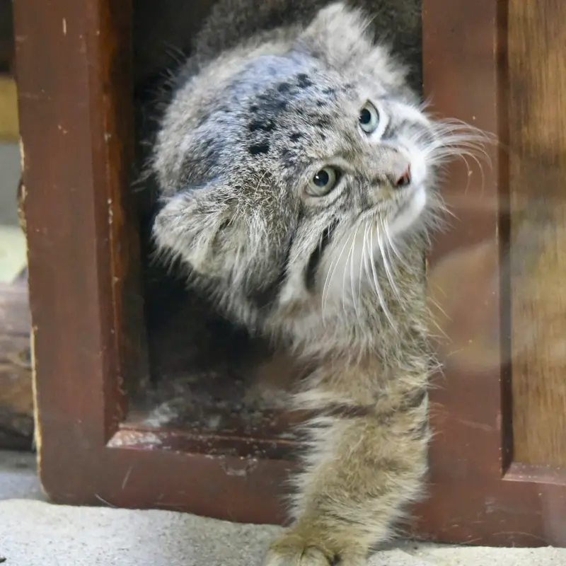 Фотография Клёна в Зоопарке Уено