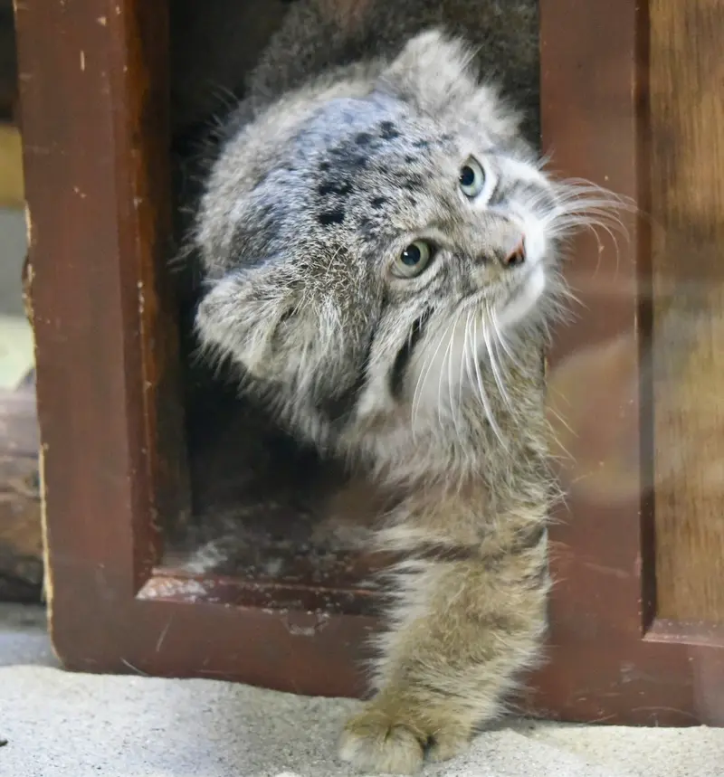 Фотография Клёна в Зоопарке Уено