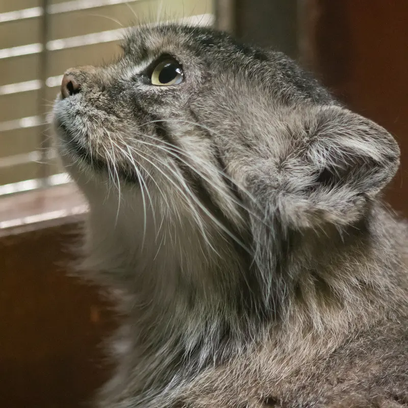 Фотография Примулы в Зоопарке Уено