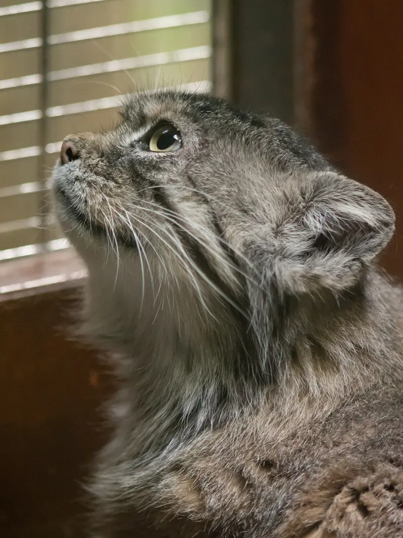 Фотография Примулы в Зоопарке Уено