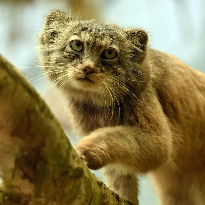 Фотография Ротанга в Сафари-заповеднике Люминьи