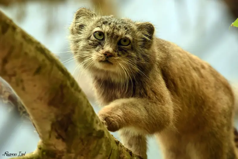 Фотография Ротанга в Сафари-заповеднике Люминьи