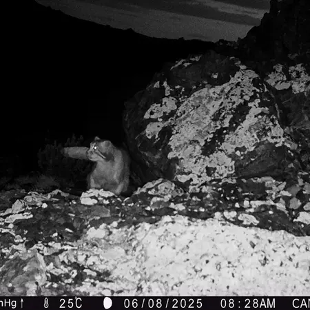 Фотография Сибирского Манула с фотоловушки Жиланды