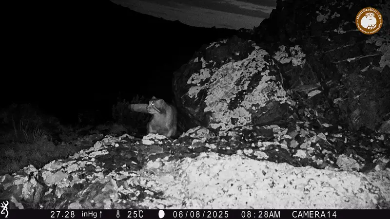 Фотография Сибирского Манула с фотоловушки Жиланды