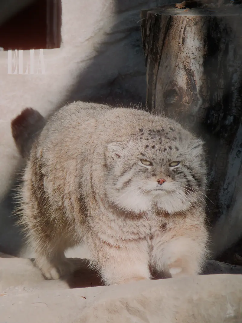 Фотография Олафа в Зоопарке Калгари / Институте Уайлдере