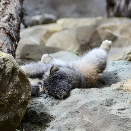 Фотография Пемы в Зоопарке Калгари / Институте Уайлдере