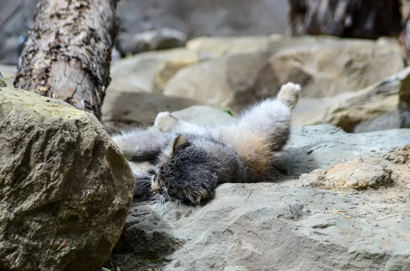 Фотография Пемы в Зоопарке Калгари / Институте Уайлдере