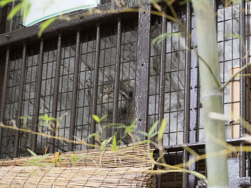 Фотография с манулом