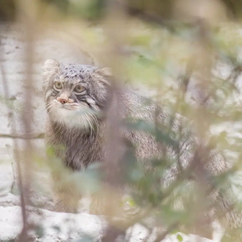Фотография Фиги в Зоопарке Ногеяме