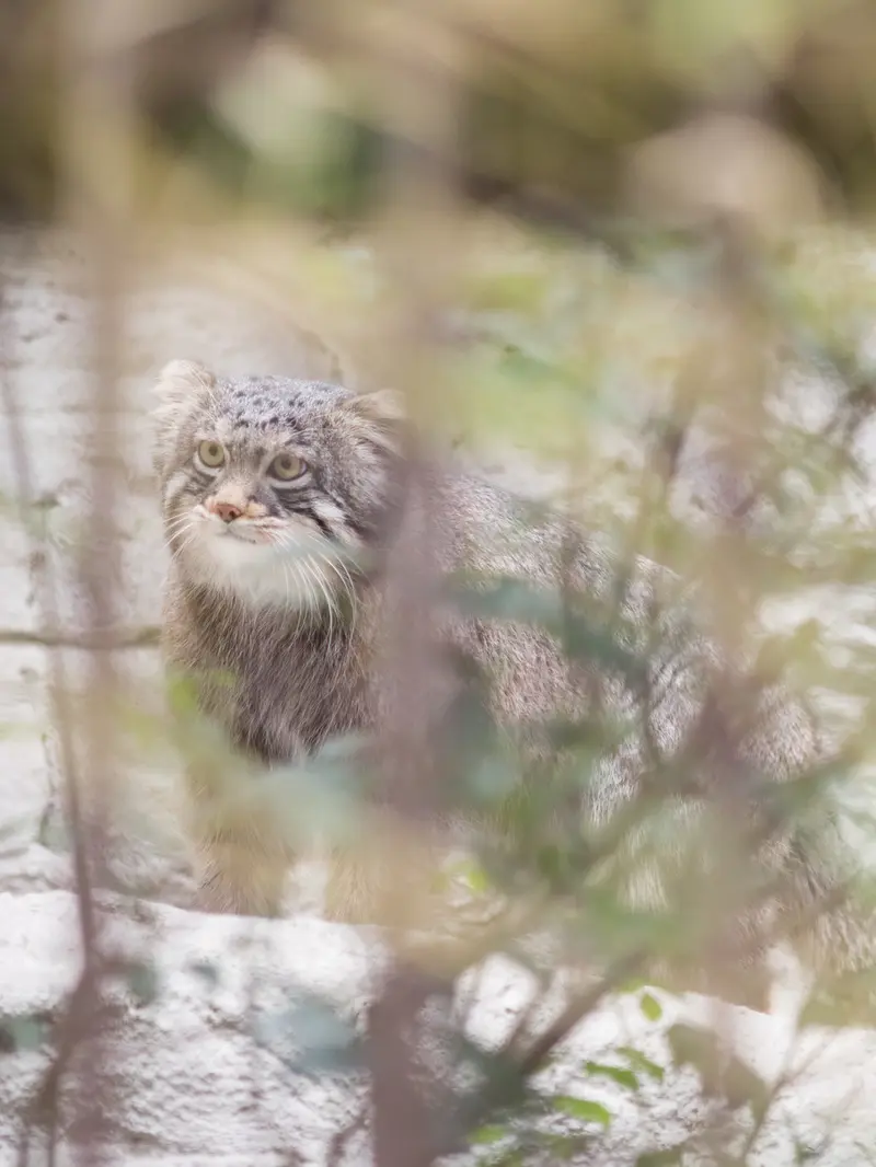Фотография Фиги в Зоопарке Ногеяме