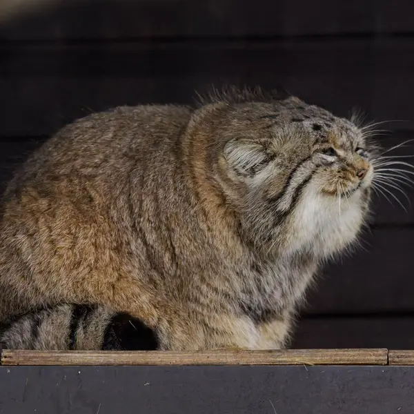 Фотография Музтау в Зоопарке Брно