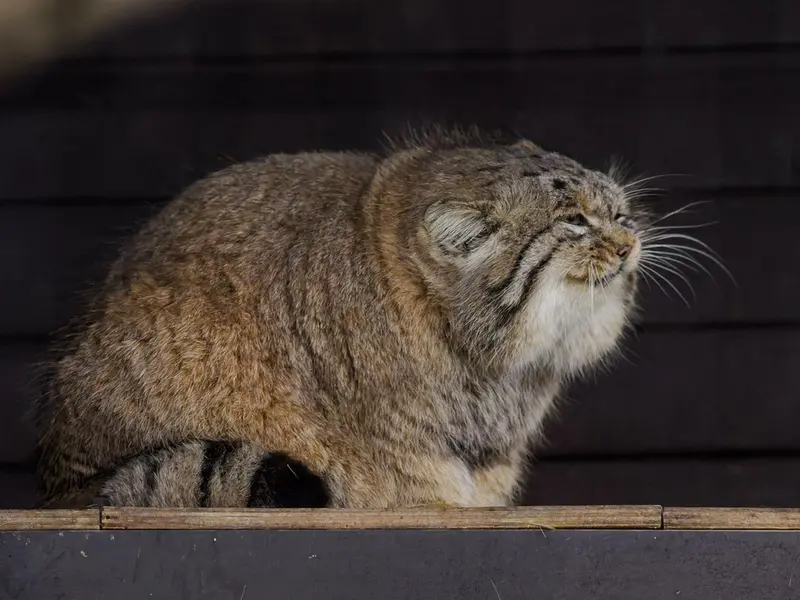 Фотография Музтау в Зоопарке Брно