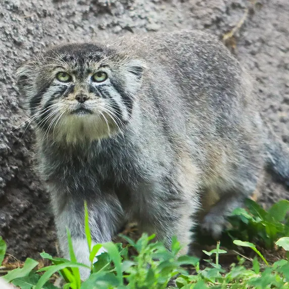 Фотография Петеньки в Зоопарке Хогл в штате Юта