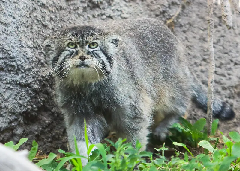 Фотография Петеньки в Зоопарке Хогл в штате Юта
