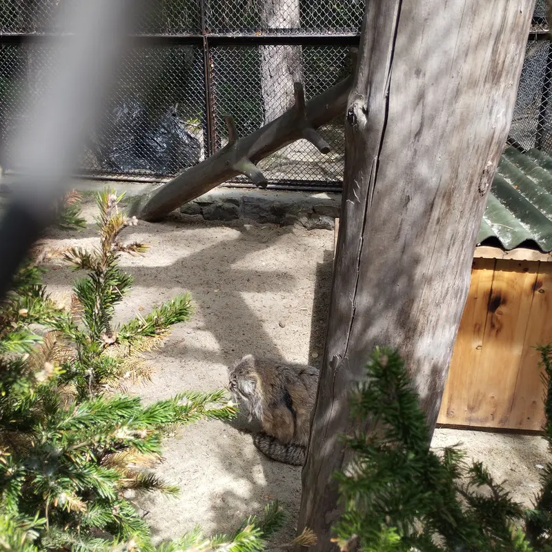 Фотография Зеленогорска в Новосибирском Зоопарке